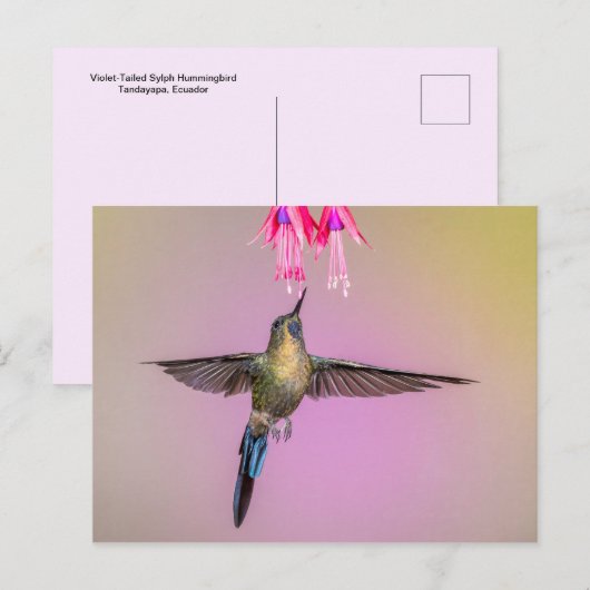 Exotic Hummingbird mit langem Schwanz Postkarte (Vorne/Hinten)