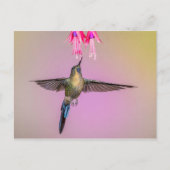 Exotic Hummingbird mit langem Schwanz Postkarte (Vorderseite)