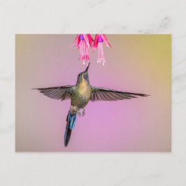 Exotic Hummingbird mit langem Schwanz Postkarte