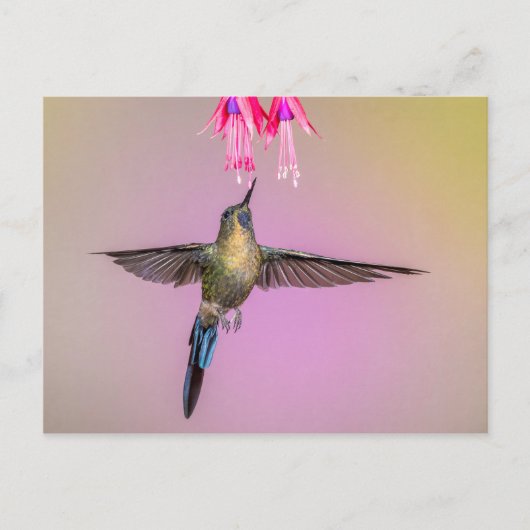 Exotic Hummingbird mit langem Schwanz Postkarte (Vorderseite)