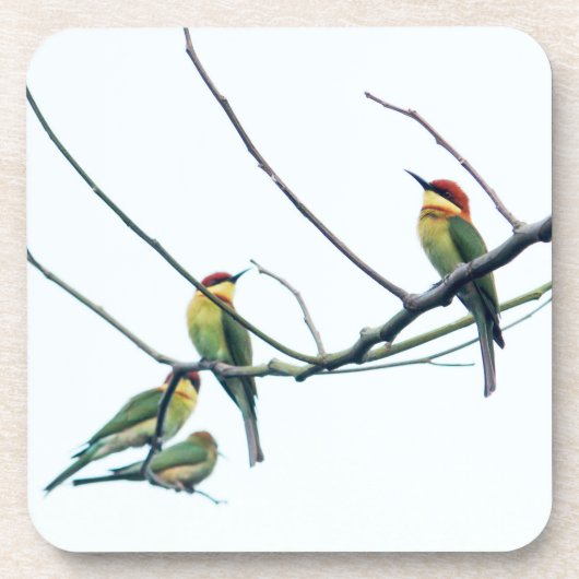Exotic Indian kerala Bee-Eater Birds on Branch Getränkeuntersetzer (Vorderseite)