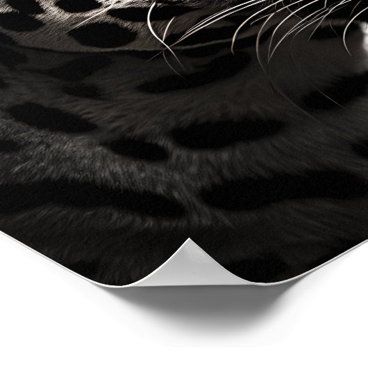 Exotic Jaguar Digital Print Poster (Ecke)