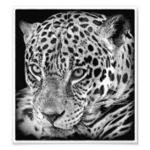 Exotic Jaguar Fotodruck (Vorne)