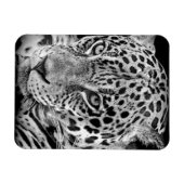 Exotic Jaguar Magnet (Horizontal)