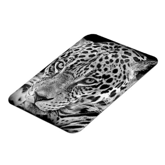 Exotic Jaguar Magnet (Linke Seite)