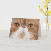 Exotic Kurzhaar Karte (Gelbe Blume)