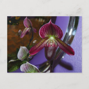 Exotic Lady Slipper Postcard Postkarte