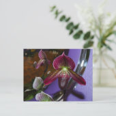 Exotic Lady Slipper Postcard Postkarte (Stehend Vorderseite)