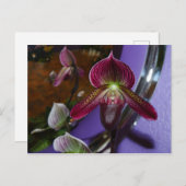 Exotic Lady Slipper Postcard Postkarte (Vorne/Hinten)