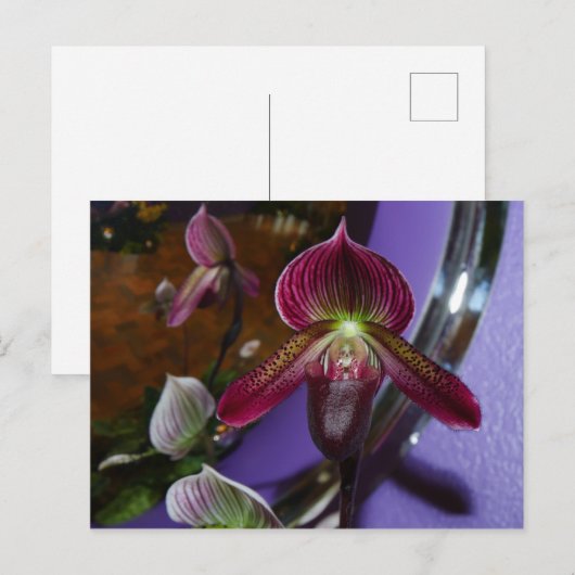 Exotic Lady Slipper Postcard Postkarte (Vorne/Hinten)