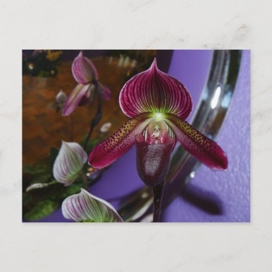 Exotic Lady Slipper Postcard Postkarte (Vorderseite)