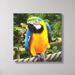 Exotic Macaw Parrot Leinwanddruck