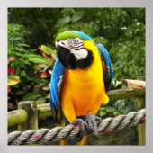 Exotic Macaw Parrot Poster (Vorne)