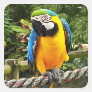 Exotic Macaw Parrot Quadratischer Aufkleber