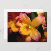 Exotic Orchid Postkarte (Vorne/Hinten)