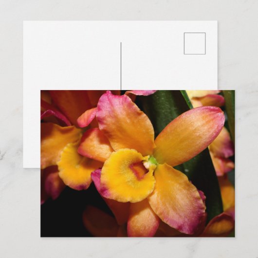 Exotic Orchid Postkarte (Vorne/Hinten)
