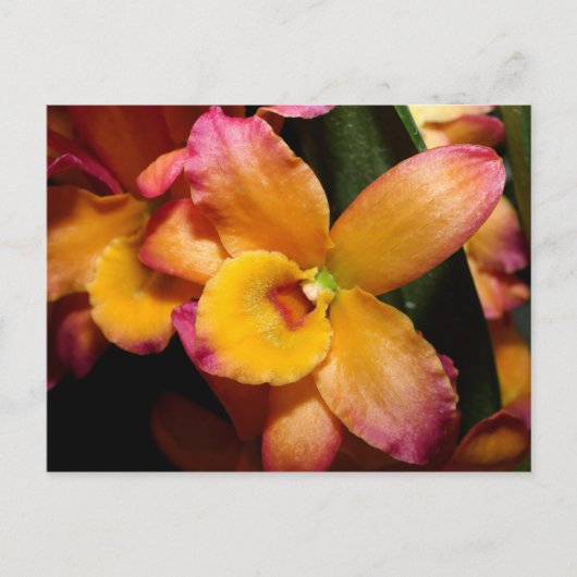 Exotic Orchid Postkarte (Vorderseite)