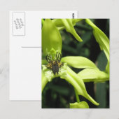 Exotic Orchid Postkarte (Vorne/Hinten)