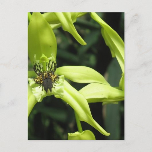 Exotic Orchid Postkarte (Vorderseite)