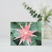 Exotic Pink Bromeliad Flower Postkarte (Stehend Vorderseite)