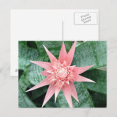 Exotic Pink Bromeliad Flower Postkarte (Vorne/Hinten)