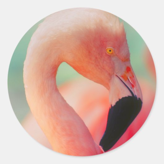Exotic Pink Flamingo Bird Stickers (Vorderseite)