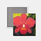 Exotic Red Orchid Magnet (Vorderseite/Rückseite)