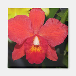 Exotic Red Orchid Magnet