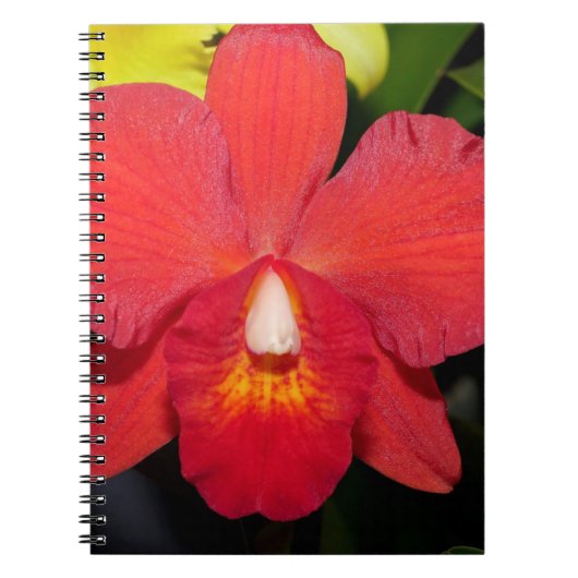 Exotic Red Orchid Notizblock (Vorderseite)