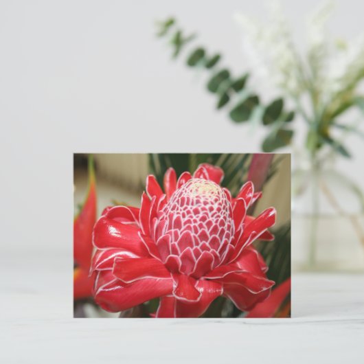 Exotic Red Torch Ginger Blumen Postcard Postkarte (Stehend Vorderseite)