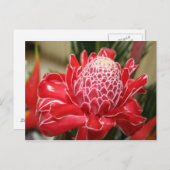 Exotic Red Torch Ginger Blumen Postcard Postkarte (Vorne/Hinten)