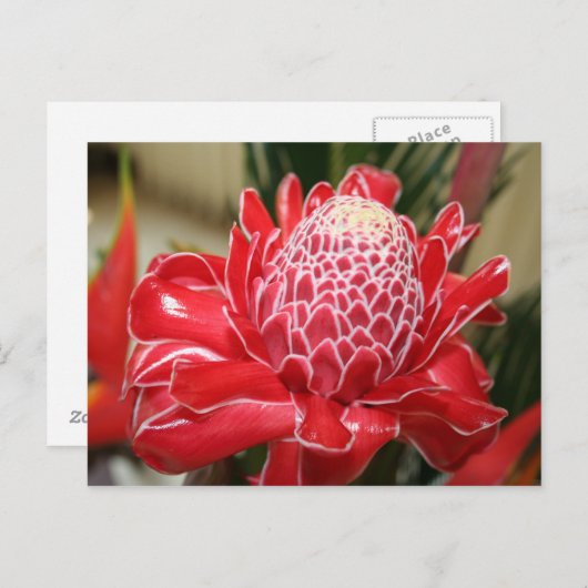 Exotic Red Torch Ginger Blumen Postcard Postkarte (Vorne/Hinten)