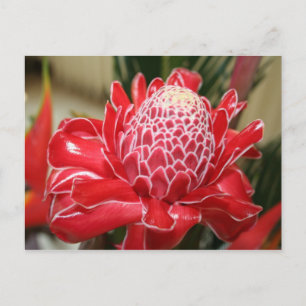Exotic Red Torch Ginger Blumen Postcard Postkarte