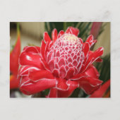Exotic Red Torch Ginger Blumen Postcard Postkarte (Vorderseite)