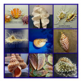 Exotic SeaShell Fotografie Sanibel Island Florida Poster (Vorderseite)