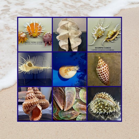 Exotic SeaShell Fotografie Sanibel Island Florida Poster