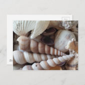 Exotic Seashells Collection, Summer Beach Postkarte (Vorne/Hinten)