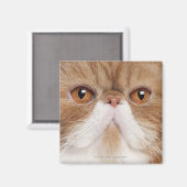 Exotic Shorthair (2,5 Jahre alt) Magnet (Vorderseite/Rückseite)