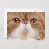 Exotic Shorthair (2,5 Jahre alt) Postkarte (Vorne/Hinten)