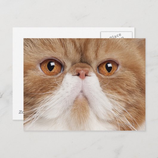 Exotic Shorthair (2,5 Jahre alt) Postkarte (Vorne/Hinten)