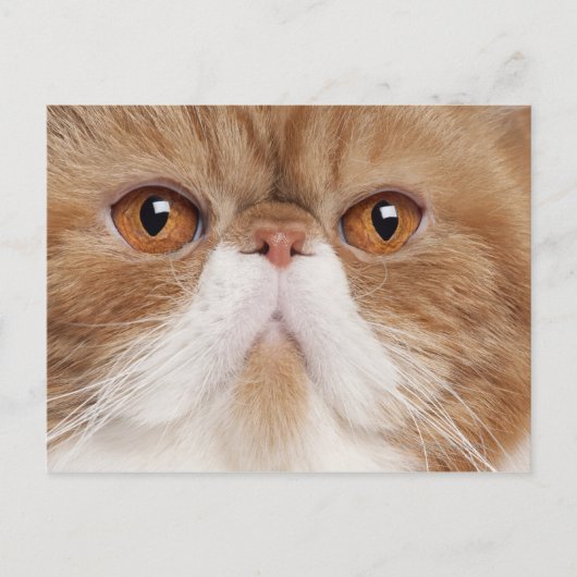 Exotic Shorthair (2,5 Jahre alt) Postkarte (Vorderseite)