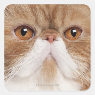 Exotic Shorthair (2,5 Jahre alt) Quadratischer Aufkleber