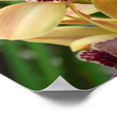 Exotic Star Orchids Poster (Ecke)