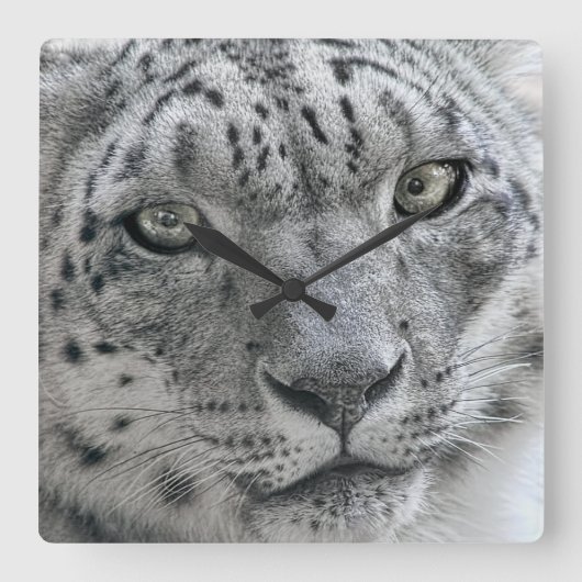 Exotic White Snow Leopard Quadratische Wanduhr (Vorderseite)