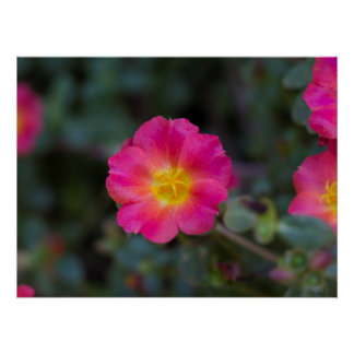 Exotic Wingpod Purslane Blume Print Poster