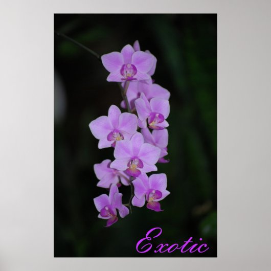 exotisch poster (Vorne)