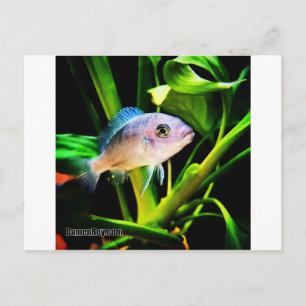Exotische afrikanische Cichlid-Fische Postkarte