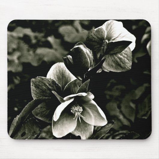 EXOTISCHE BAUM-BLUMEN IN SCHWARZWEISS MOUSEPAD (Vorne)