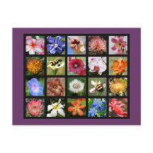 Exotische Blume aus der ganzen Welt