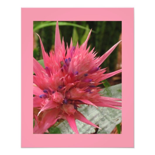 Exotische Blume Fotodruck (Vorne)